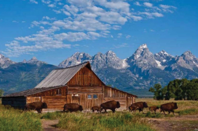 Yellowstone & The Wild West - July 16 - 22, 2027