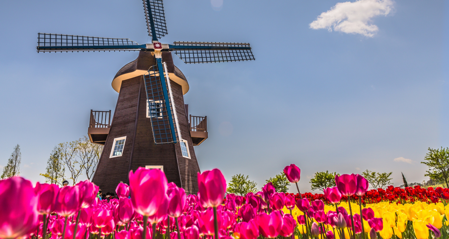Holland Windmills & Tulips River Cruise - April 20-28, 2026